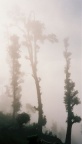trk-d07-AP04-22-fog-forest